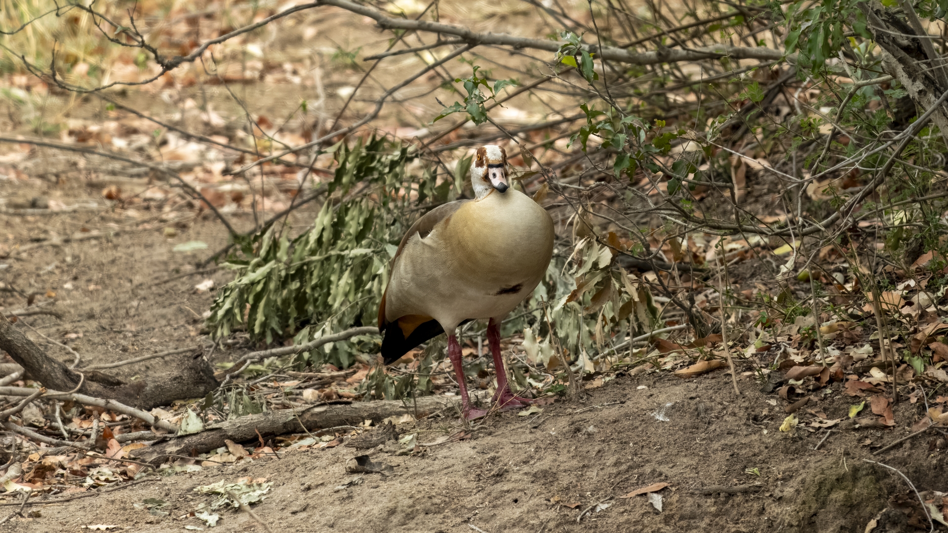 Kruger25 2025 10 28 10 22 37 ILCE 1M2 11